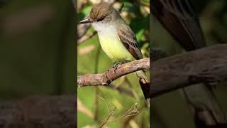  Nutting's Flycatcher Myiarchus nuttingi Birds Life Singing, Chirping, Playing #wildlife #4k