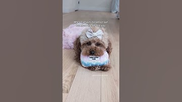 That amazing feeling 🐩🐾 I love a second meal! #dog #shorts #doggo