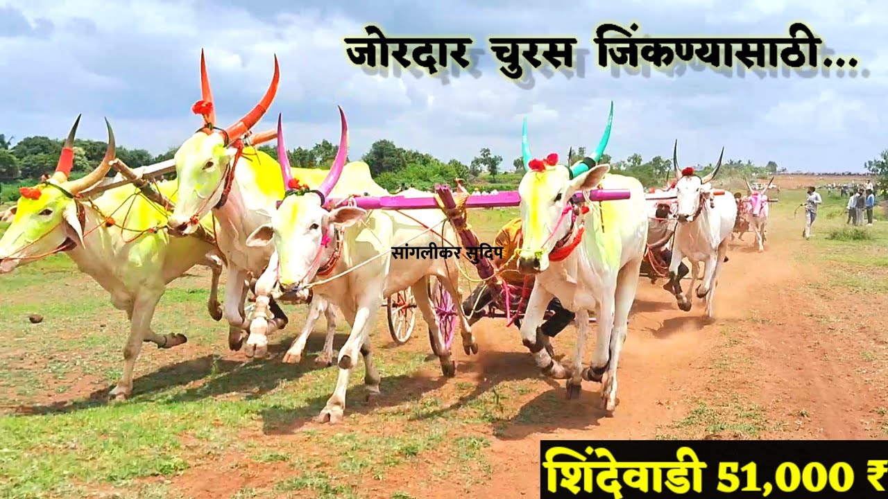 शिंदेवाडी  51,000 | संपूर्ण पट्टा | अनेक चुरशीचे क्षण ,करेक्ट मैदान | चांगल्या गाड्यांचा खोळंबा झाला