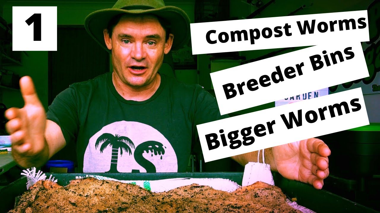 Разведение компостных червей позволяет выращивать более крупных червей в меньшем количестве