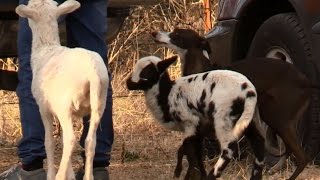 Italian Greyhounds & Lambs Help Clean Up The Farm (Sort Of)