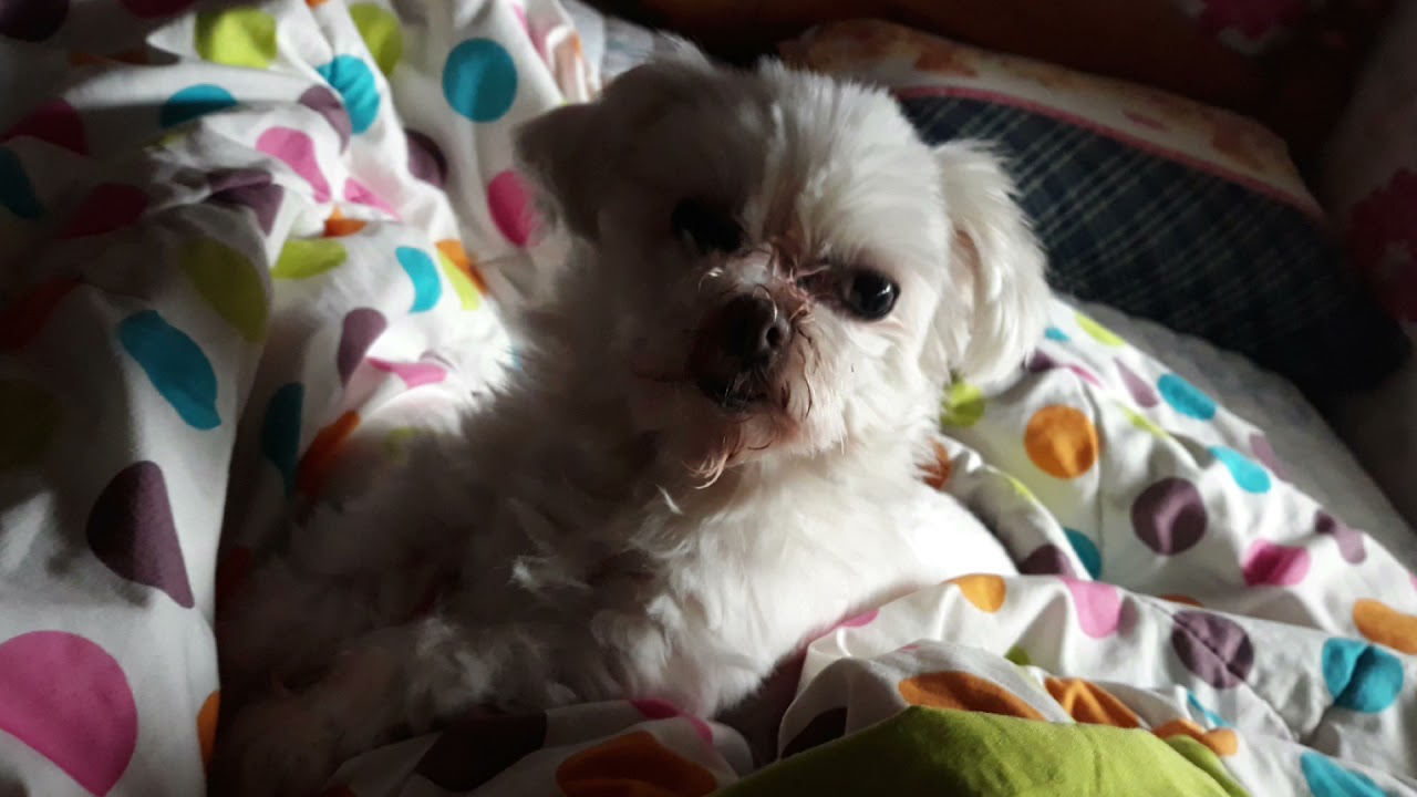 ANIMAL PHOTO COMPILATION