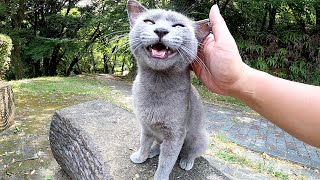 【灰色猫】可愛い鳴き声でゴロンゴロンと甘えてくるロシアンブルー