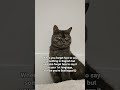 Bye-bye last braincell👋🏼 #shorts #catshorts #cat #catinfluencer #catmom #catmomlife #graycat