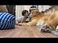 入院中のママに代わり大型犬に子守りをお願いしたらこうなりました。