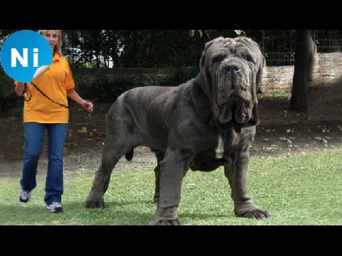 Top 10 Most Famous Dogs in the World 