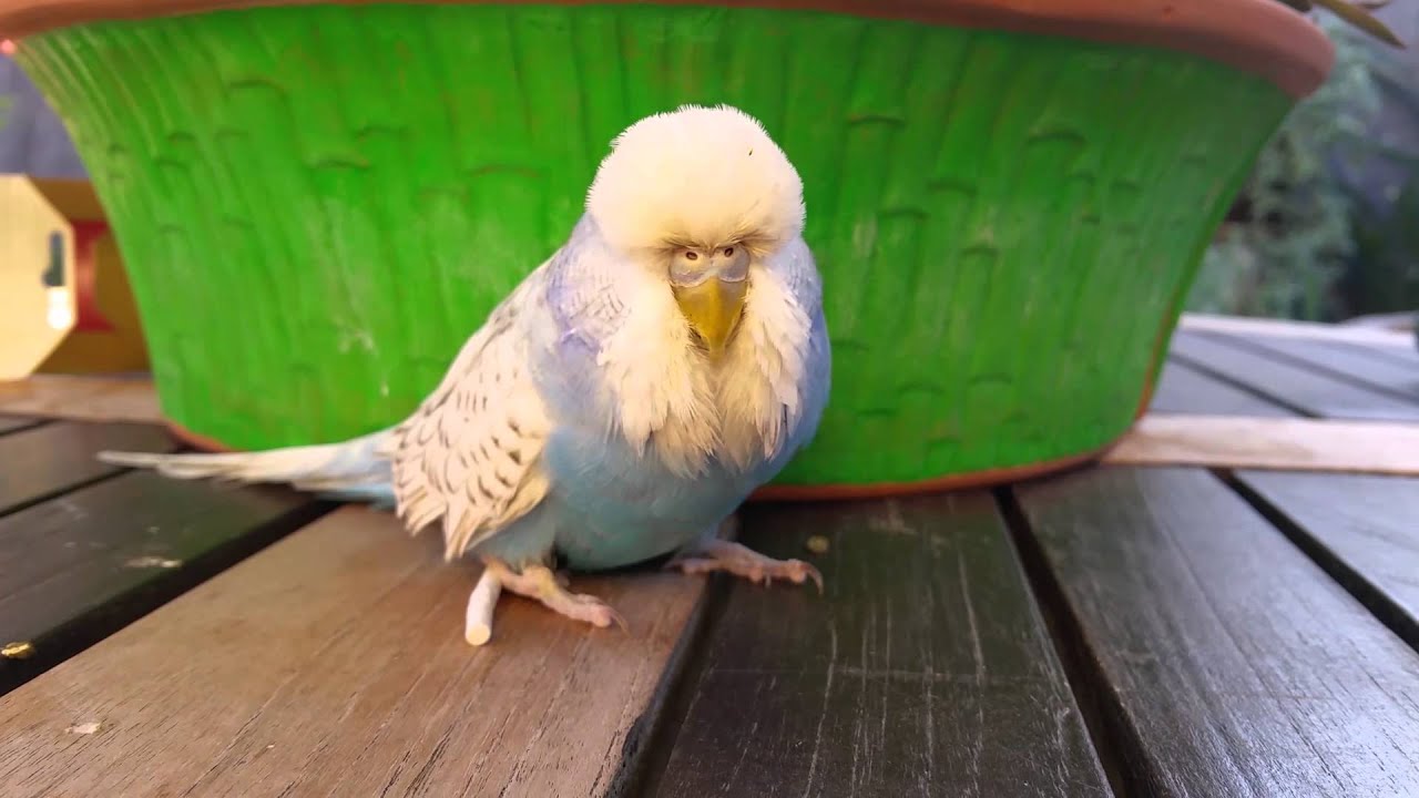 Burping Budgie YouTube
