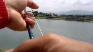 Fishing - Barramundi Ah Thye Paypond CnR
