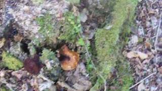 видео Paxillus atrotomentosus, Свинушка толстая