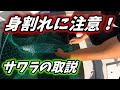 【サワラの締め方】取扱注意　vol.33