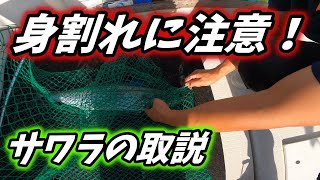 【サワラの締め方】取扱注意　vol.33