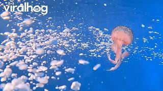 Jellyfish Spins in Divers Bubble Ring || ViralHog