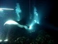 Aliens of the Deep - Manta Ray Night Dive