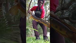 MONSTER Snakehead on a Live Frog  #fishingshorts #fishinglife #livebait