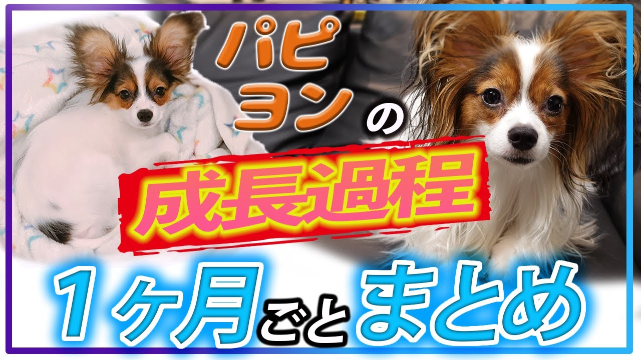 【パピヨン】子犬から成犬まで1ヶ月ごとの成長過程 YouTube