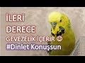 Hiç Susmuyor Geveze Muhabbet Kuşu Fıstık #dinletkonuşsun