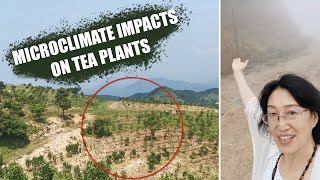 Dan Cong Oolong Vlog: Fun Facts about Tea Garden Environment by ZhenTea 144 views 6 months ago 4 minutes, 44 seconds