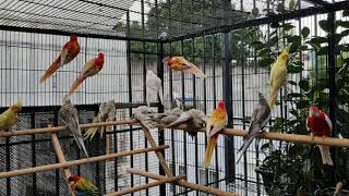 Bath time in triminh's mini aviary