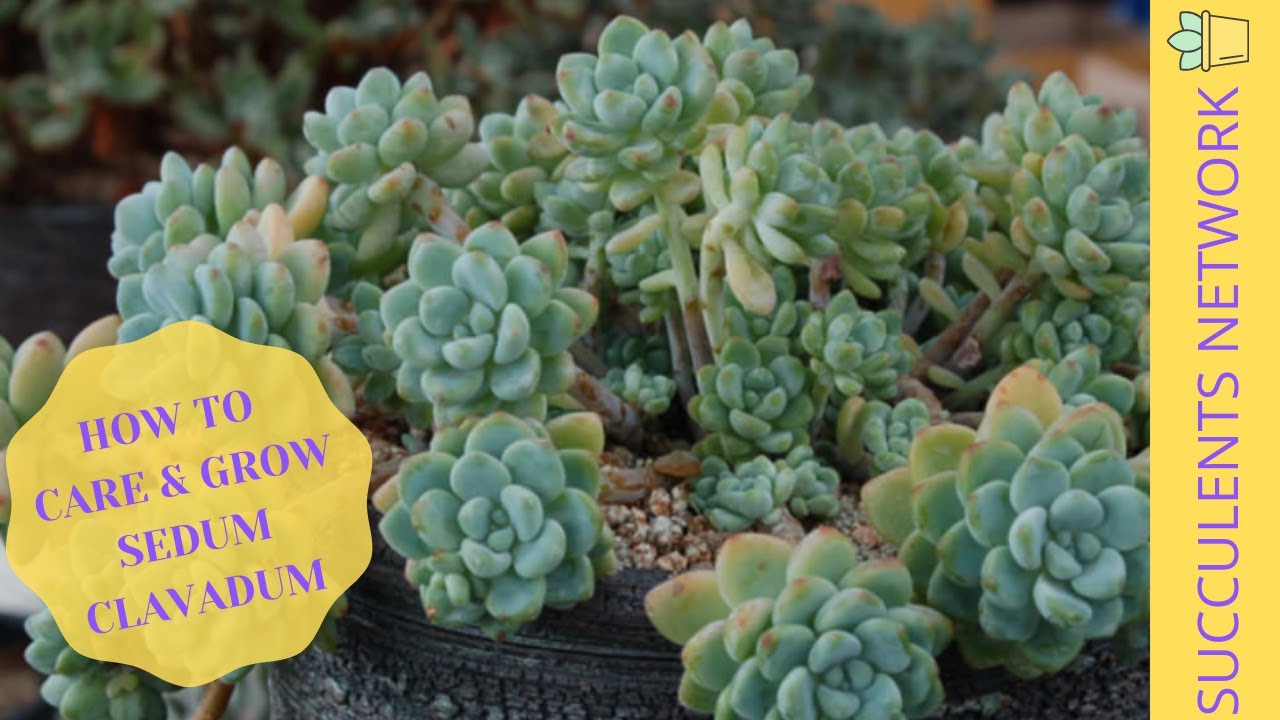 Sedum Clavatum starter succulent plant