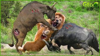 30 Brutal Moments When A Lion Was Seriously Injured With A Buffalo's Sharp Horn | Animal fight