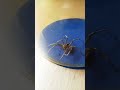 Araña limpiándose con música caribeña de fondo #arañas #caribbeanmusic #chill