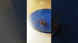 Araña limpiándose con música caribeña de fondo #arañas #caribbeanmusic #chill