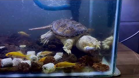 Vlog #1 | Rùa Common Snapping săn mồi