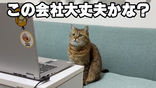 社長に「わが社の新入社員にひと言欲しい」と言われた猫のスピーチ by 【子ライオン】みにら日記‐MINIRA‐Diary‐ 104,120 views 1 month ago 3 minutes, 12 seconds