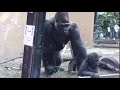 息子に近づく獣医を警戒するモモタロウ⭐️ゴリラ Gorilla【京都市動物園】Momotaro threatened a veterinarian approaching his son.