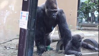 【Kyoto】Gorilla⭐ Momotaro threatened a veterinarian approaching his son.