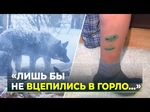 Собаки держат в страхе жителей Лабытнанги