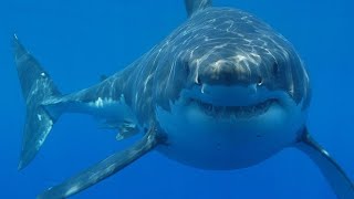 Are Sharks Blind Or Deaf? #fastfacts.