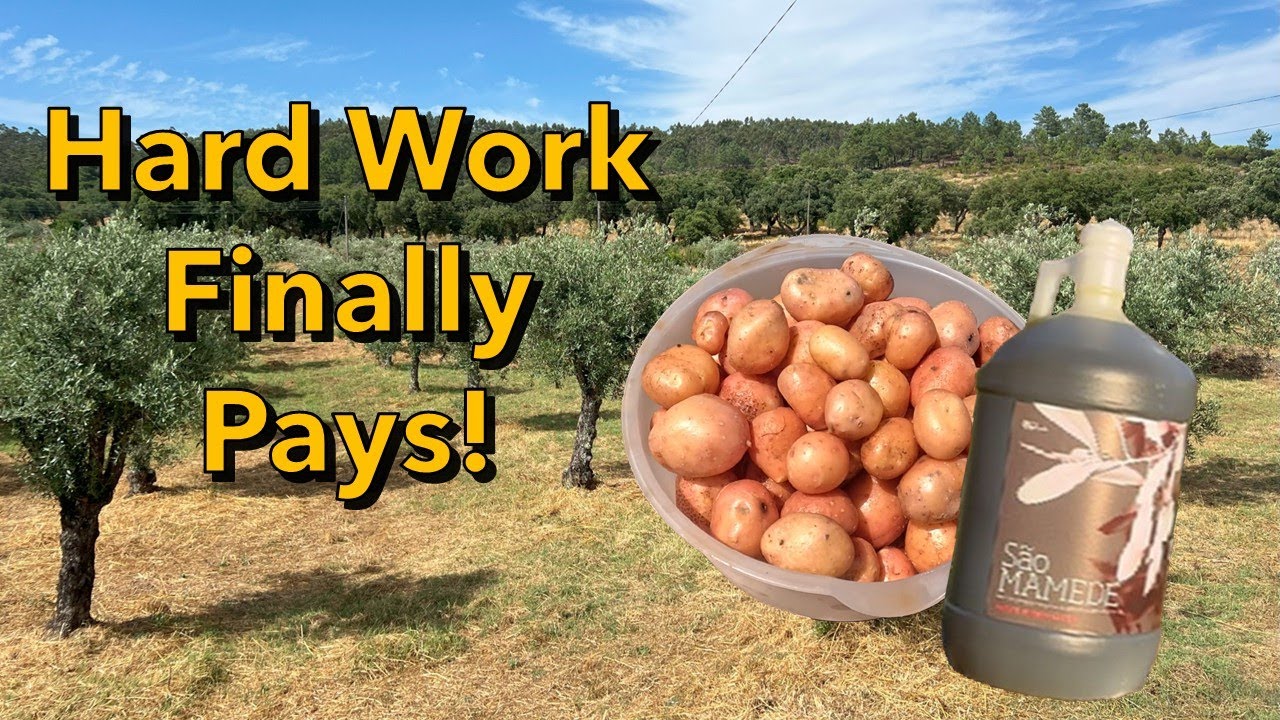 Homesteading in Portugal | 8.5 Acre Farm Update |1st Fruit & Veg Harvest + Olive Oil Payment!