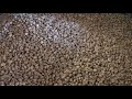 Green coffee beans being roasted asmr bay beans coffee