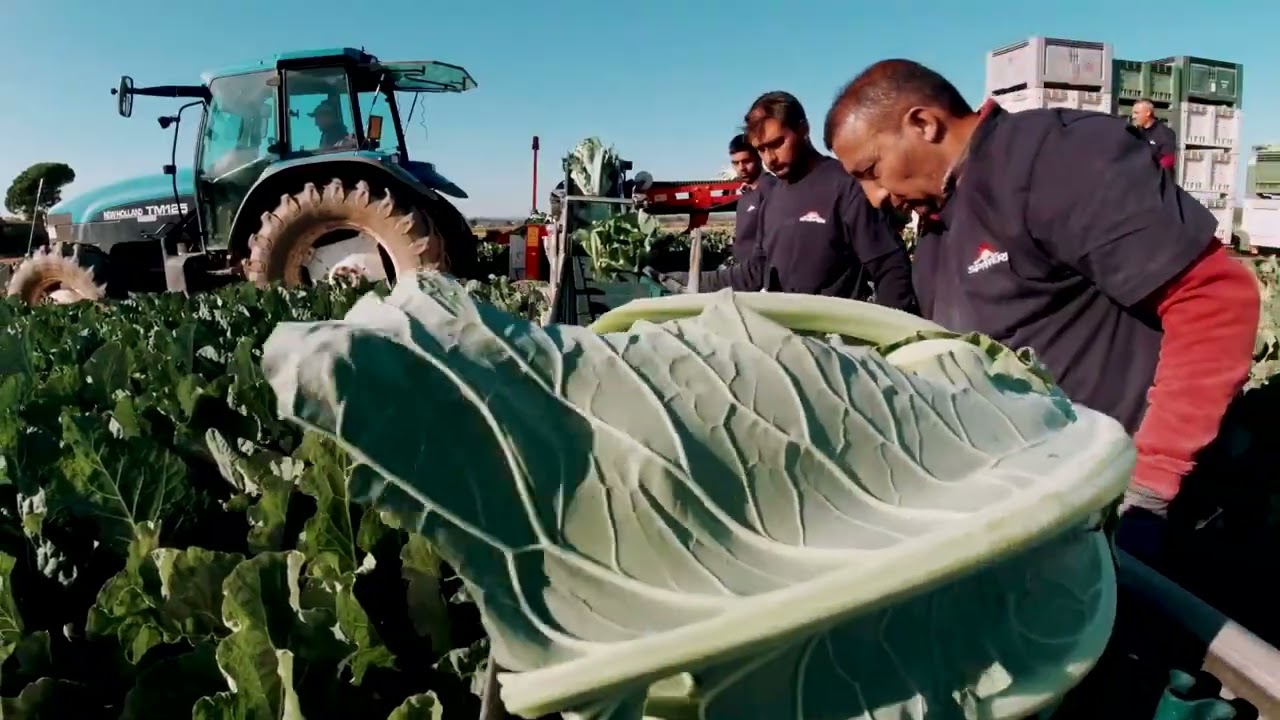 Amazing Harvesting - Spapperi Vegetable Harvesting Machine Conveyor Belt - A Game-Changing Method
