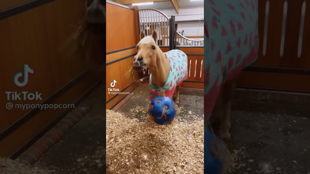 Popcorn the pony playing YouTube