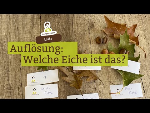 Video: Was ist eine weiße Eiche: Erfahren Sie mehr über weiße Eichen in der Landschaft