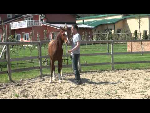 Video: Kako Spriječiti Da Pljesnivo Sijeno Ugrozi Vašeg Konja