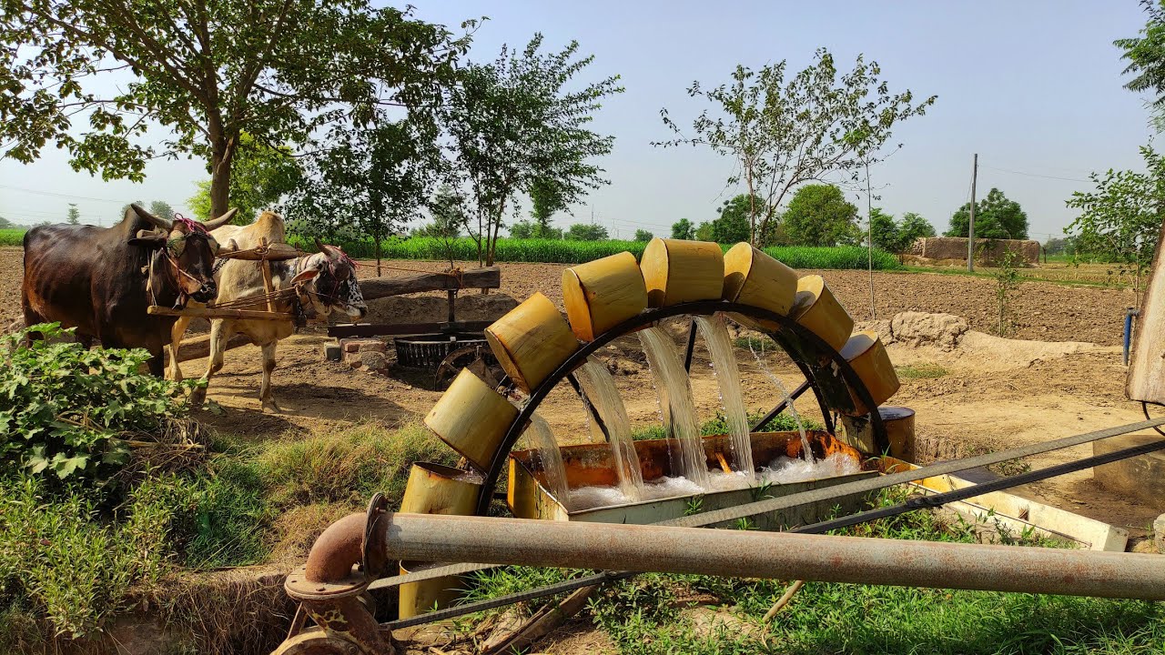 Punjab Traditional Method of Irrigation Canal Water Lifting with