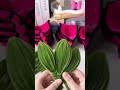 How to make giant rose flowers #handmade #diy #gift #diy flower #diycrafts #flowercraft #flowers