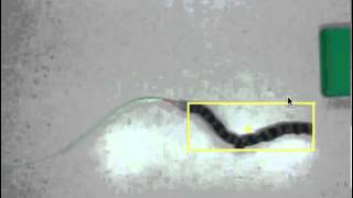 Snake Robot Gait-based Control using an Overhead Camera (screen capture) screenshot 5