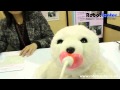 Paro Therapeutic Robot