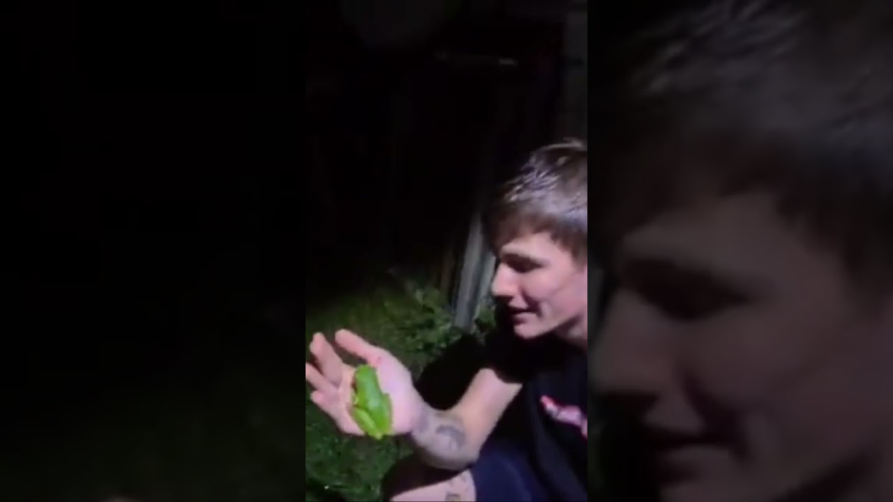 White Lipped Tree Frogs Are Awesome