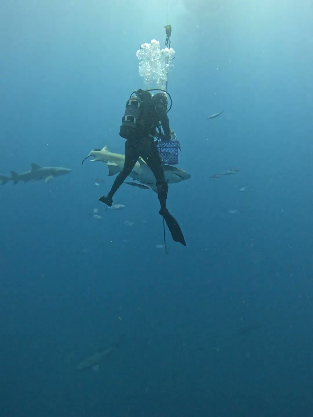 Lemon Shark Enjoys A Snack || ViralHog