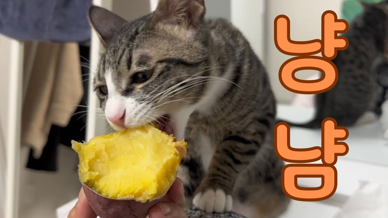 못 먹는 게 없는 고양이