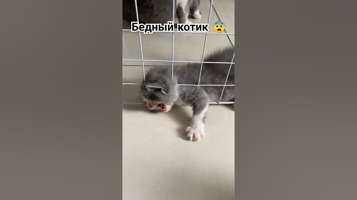 Актер без оскара. Актерише !!! #животные #кот #интересныефакты #факты