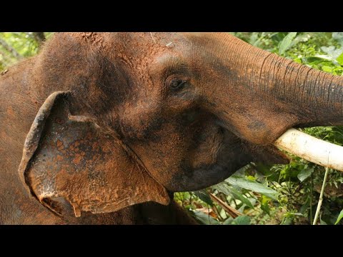 Film backdrop image for Can an Elephant Become a Serial Killer? (2018)