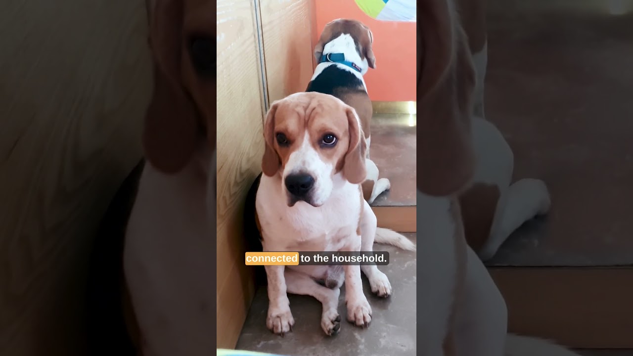 Your Beagle Isn’t Picking Random Spots #beagle #beaglecrew #puppy