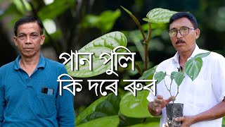 পান পুলি কি দৰে ৰুব | How to Plant Paan (Betel Leaf Vine) and its Care