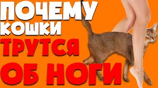 Почему кошки трутся об ноги | Почему кошки трутся об мебель | Интересные факты